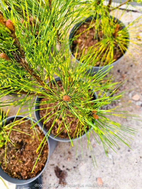 SOSNA GĘSTOKWIATOWA Pinus 'OCULUS-DRACONIS' Oko Smoka PASKOWANE IGŁY C5