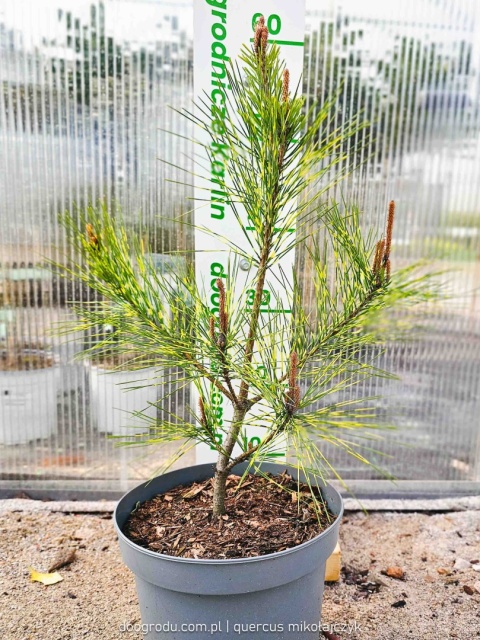 SOSNA GĘSTOKWIATOWA Pinus 'OCULUS-DRACONIS' Oko Smoka PASKOWANE IGŁY C5