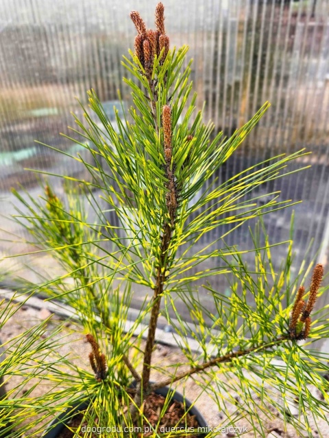 SOSNA GĘSTOKWIATOWA Pinus 'OCULUS-DRACONIS' Oko Smoka PASKOWANE IGŁY C5