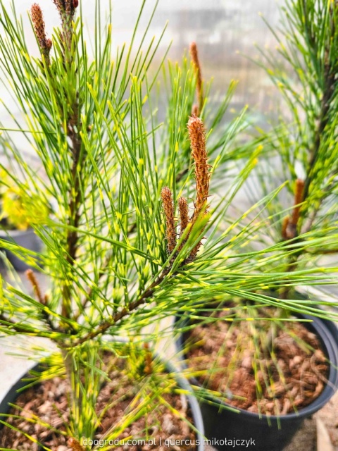 SOSNA GĘSTOKWIATOWA Pinus 'OCULUS-DRACONIS' Oko Smoka PASKOWANE IGŁY C5