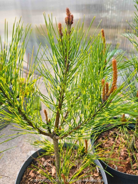 SOSNA GĘSTOKWIATOWA Pinus 'OCULUS-DRACONIS' Oko Smoka PASKOWANE IGŁY C5