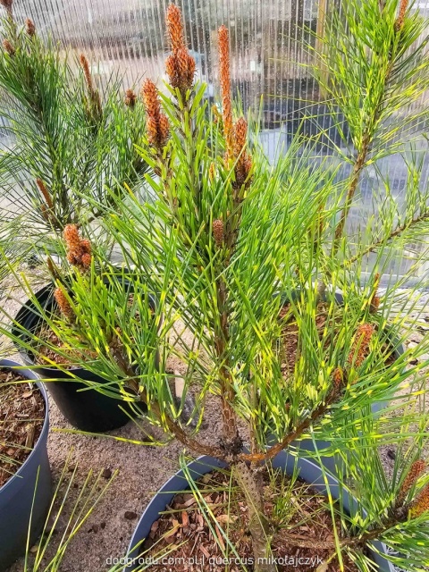 SOSNA GĘSTOKWIATOWA Pinus 'OCULUS-DRACONIS' Oko Smoka PASKOWANE IGŁY C5