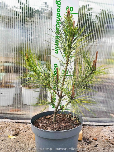 SOSNA GĘSTOKWIATOWA Pinus 'OCULUS-DRACONIS' Oko Smoka PASKOWANE IGŁY C5