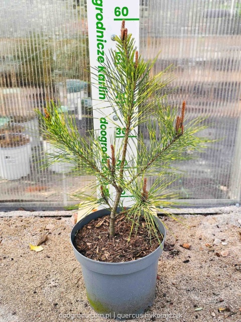 SOSNA GĘSTOKWIATOWA Pinus 'OCULUS-DRACONIS' Oko Smoka PASKOWANE IGŁY C5