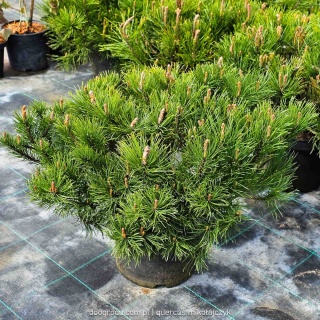 SOSNA GÓRSKA KOSODRZEWINA 'Mughus' (Pinus mugo) NISKI GĘSTY POKRÓJ C5 XXL
