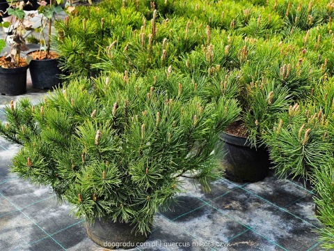 SOSNA GÓRSKA KOSODRZEWINA 'Mughus' (Pinus mugo) NISKI GĘSTY POKRÓJ C5 XXL