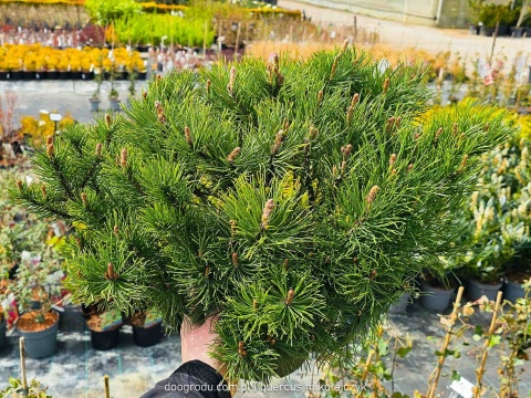 SOSNA GÓRSKA KOSODRZEWINA 'Mughus' (Pinus mugo) NISKI GĘSTY POKRÓJ C5 XXL
