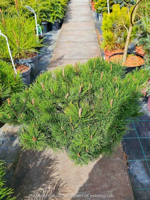 SOSNA GÓRSKA KOSODRZEWINA 'Mughus' (Pinus mugo) NISKI GĘSTY POKRÓJ C5 XXL