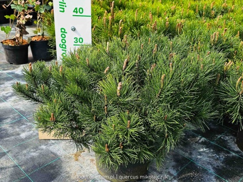 SOSNA GÓRSKA KOSODRZEWINA 'Mughus' (Pinus mugo) NISKI GĘSTY POKRÓJ C5 XXL