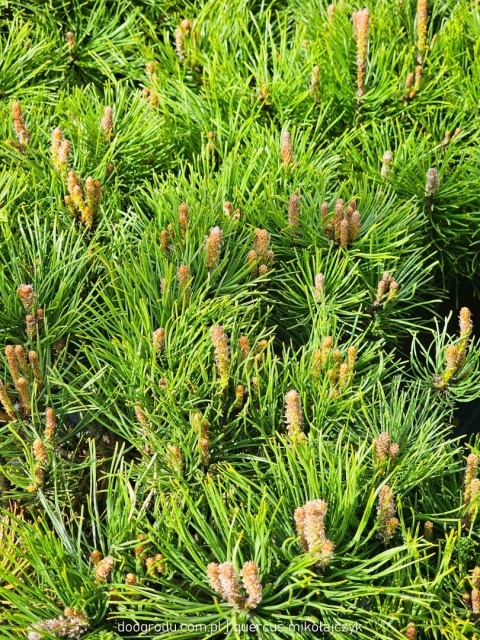 SOSNA GÓRSKA KOSODRZEWINA 'Mughus' (Pinus mugo) NISKI GĘSTY POKRÓJ C5 XXL