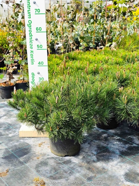 SOSNA GÓRSKA KOSODRZEWINA 'Mughus' (Pinus mugo) NISKI GĘSTY POKRÓJ C5 XXL