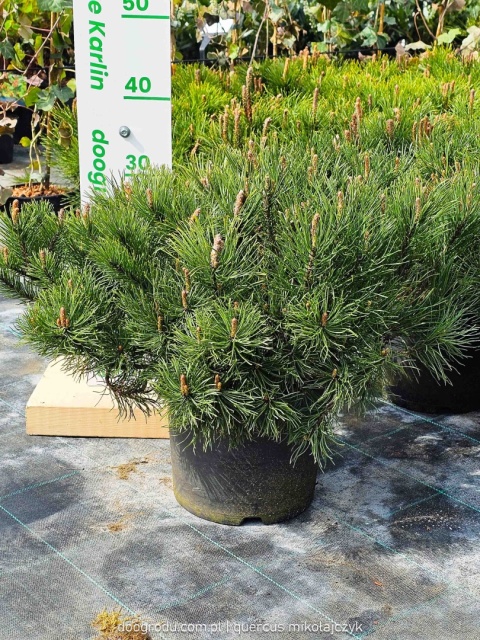 SOSNA GÓRSKA KOSODRZEWINA 'Mughus' (Pinus mugo) NISKI GĘSTY POKRÓJ C5 XXL