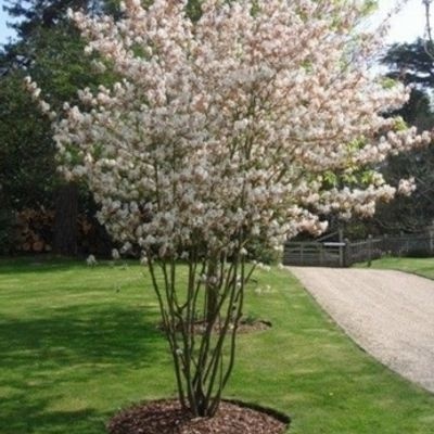 Świdośliwa Lamarcka Amelanchier lamarckii 100cm XXL C7