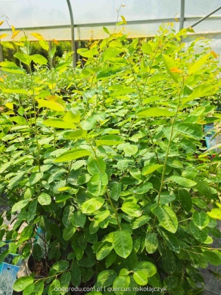 Świdośliwa Lamarcka Amelanchier lamarckii 100cm XXL C7