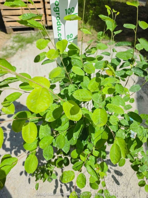 Świdośliwa Lamarcka Amelanchier lamarckii 100cm XXL C7