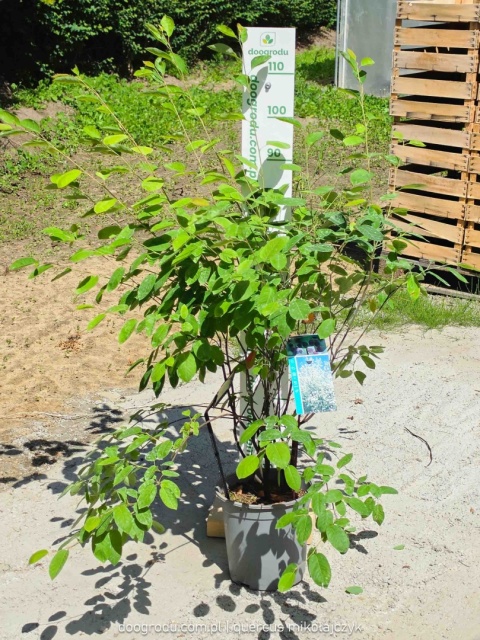 Świdośliwa Lamarcka Amelanchier lamarckii 100cm XXL C7