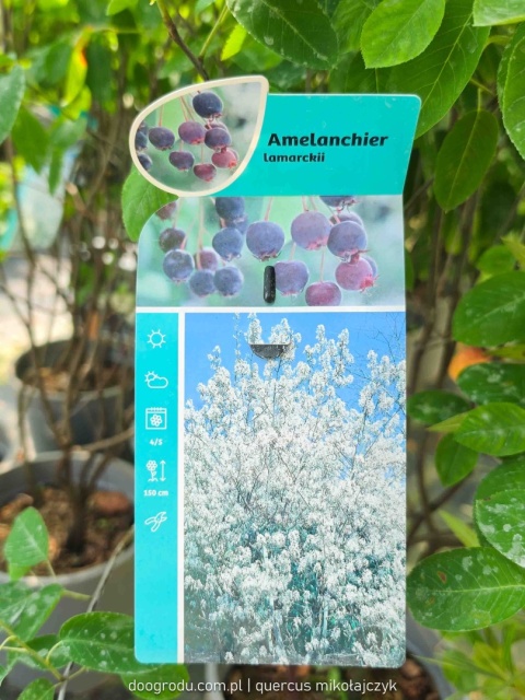 Świdośliwa Lamarcka Amelanchier lamarckii 100cm XXL C7