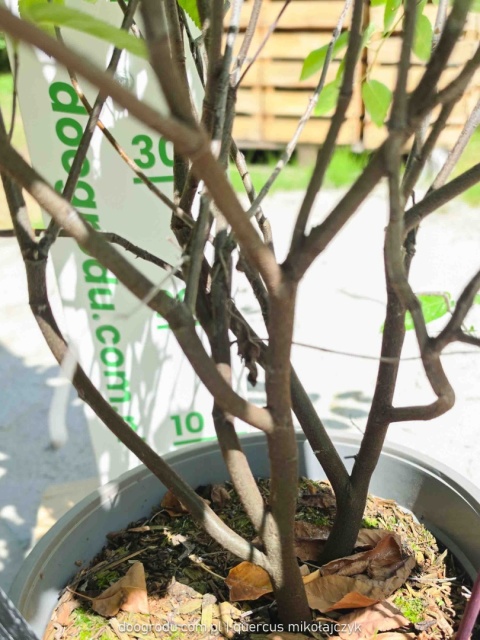 Świdośliwa Lamarcka Amelanchier lamarckii 100cm XXL C7