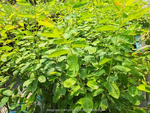 Świdośliwa Lamarcka Amelanchier lamarckii 100cm XXL C7