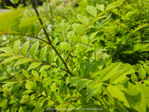 Żółtodrzew Pieprzowiec chiński Syczuański Zanthoxylum simulans C2 80-100cm