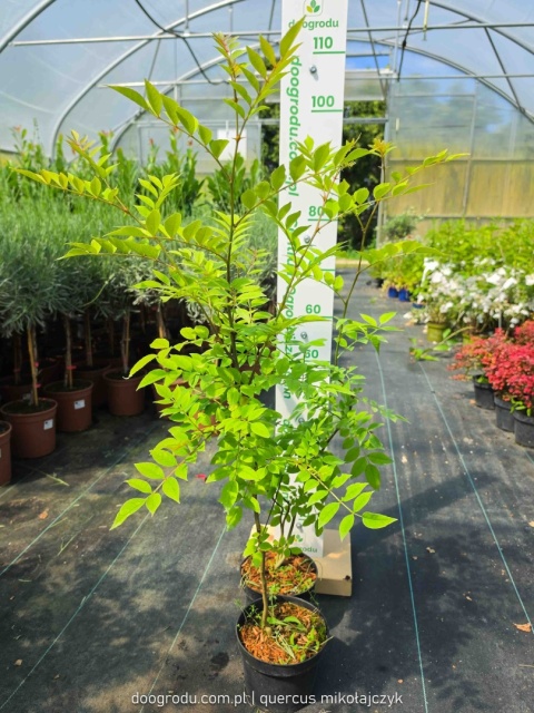 Żółtodrzew Pieprzowiec chiński Syczuański Zanthoxylum simulans C2 80-100cm