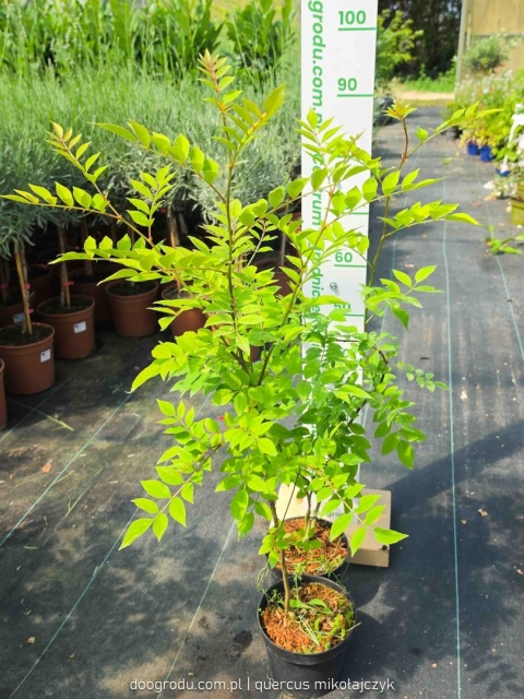 Żółtodrzew Pieprzowiec chiński Syczuański Zanthoxylum simulans C2 80-100cm