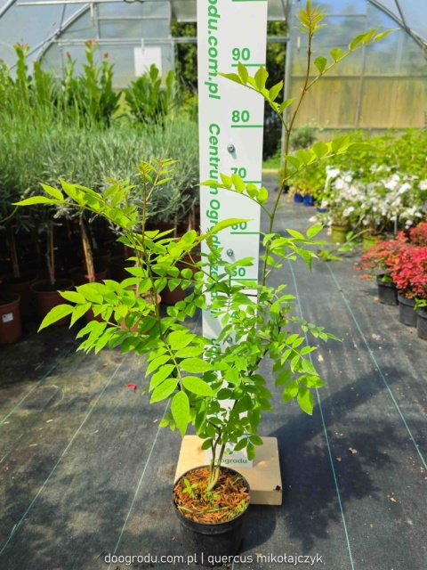 Żółtodrzew Pieprzowiec chiński Syczuański Zanthoxylum simulans C2 80-100cm