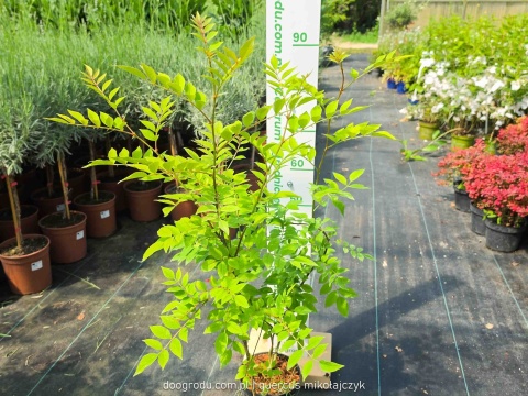 Żółtodrzew Pieprzowiec chiński Syczuański Zanthoxylum simulans C2 80-100cm