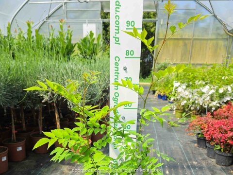 Żółtodrzew Pieprzowiec chiński Syczuański Zanthoxylum simulans C2 80-100cm