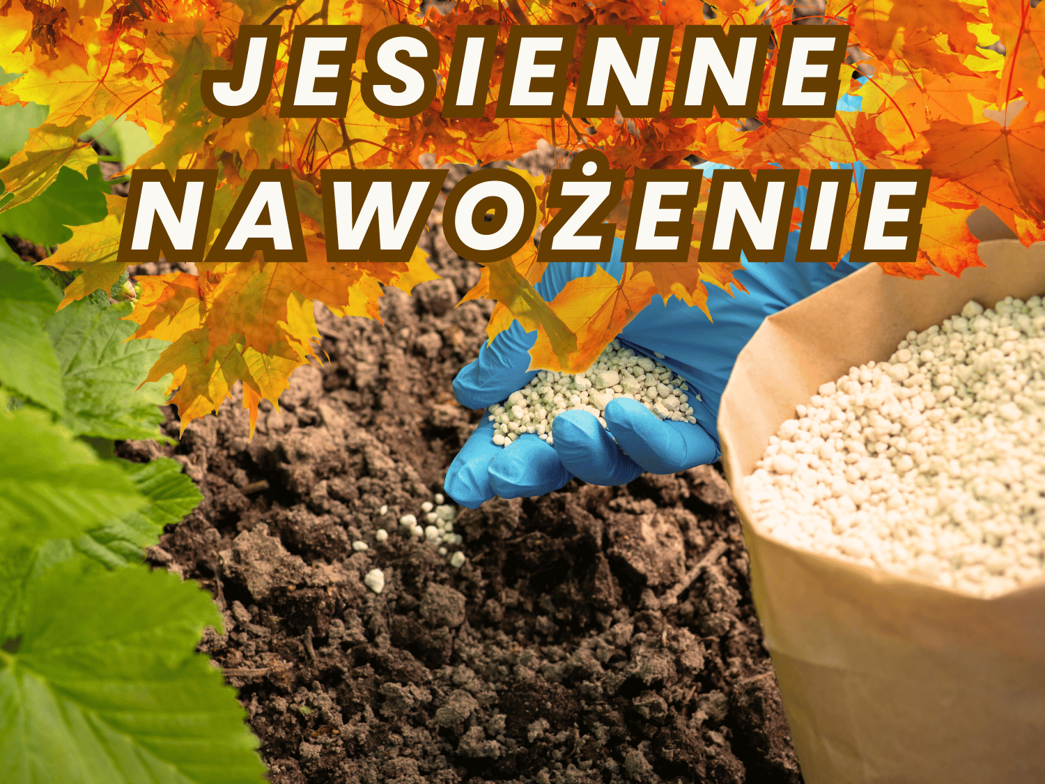 Pora na jesienne nawożenie ogrodu