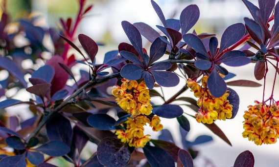 Jak przycinać berberysy, by zachowały piękny pokrój?