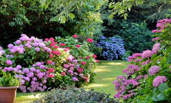 Jak zadbać o hortensje, żeby pięknie kwitły?