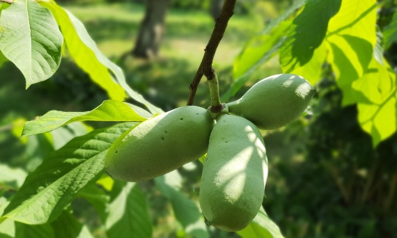 Egzotyczne owoce do ogrodu i na taras