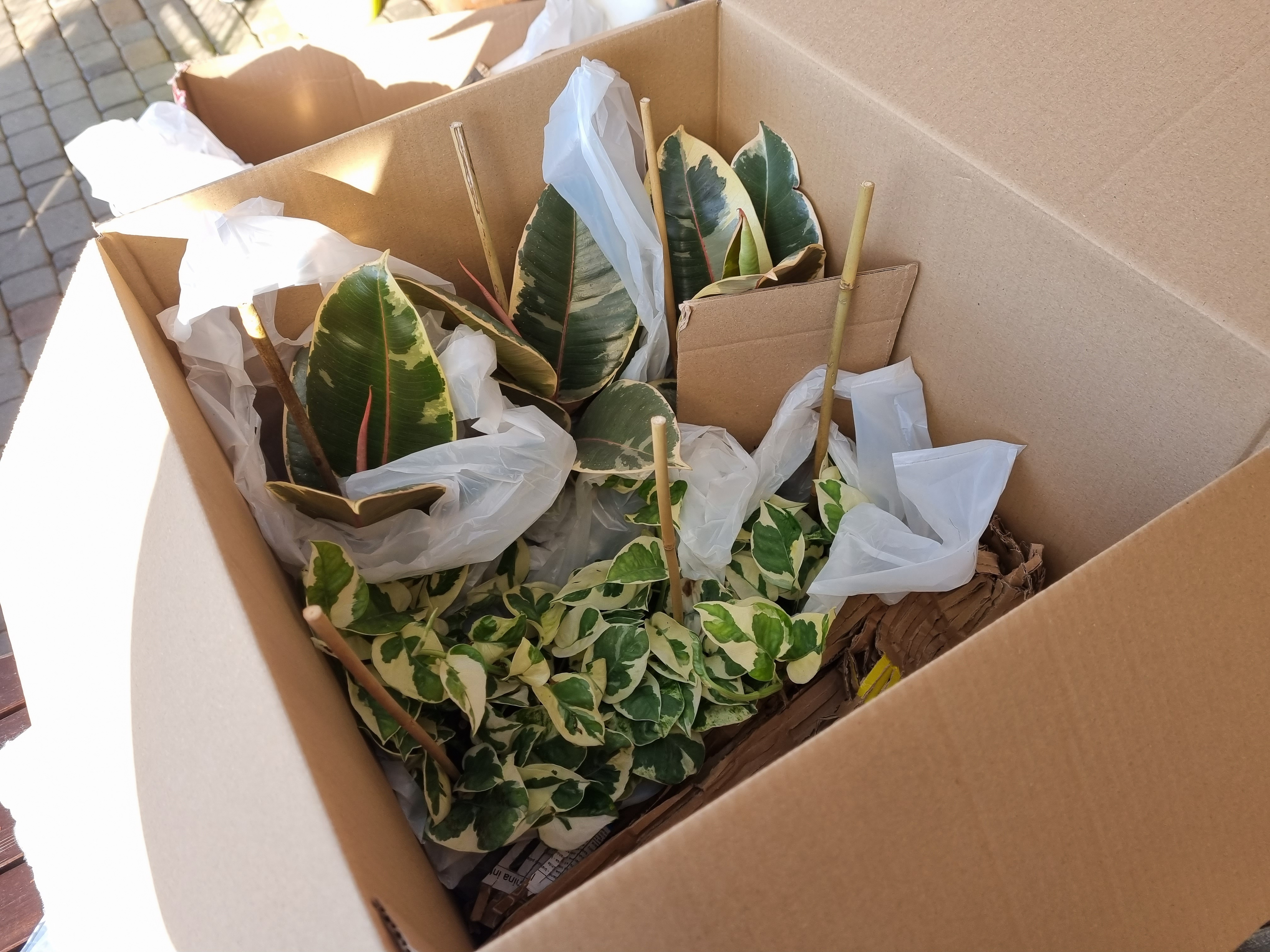 pakowanie roślin_jak pakujemy rośliny_wysyłka roślin_jak wysyłamy rośliny_doogrodu_wysyłka roślin kurierem.jpg