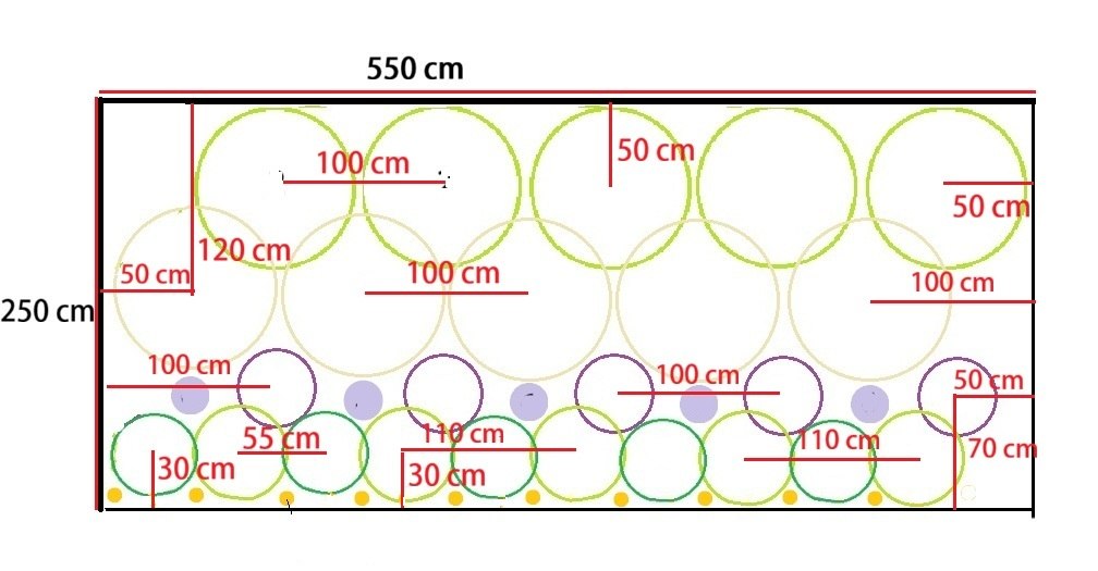 Plan rabaty z hortensji i traw ozdobnych