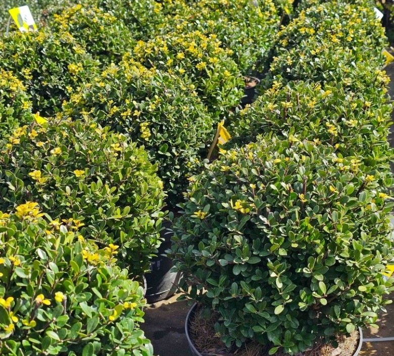 Ilex crenata do ogrodu