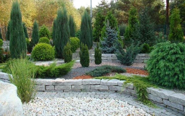 Ogr&oacute;d zimozielony Quercus Mikołajczyk