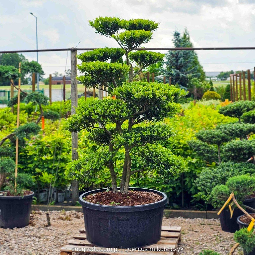 Ciekawa roślina do ogrodu