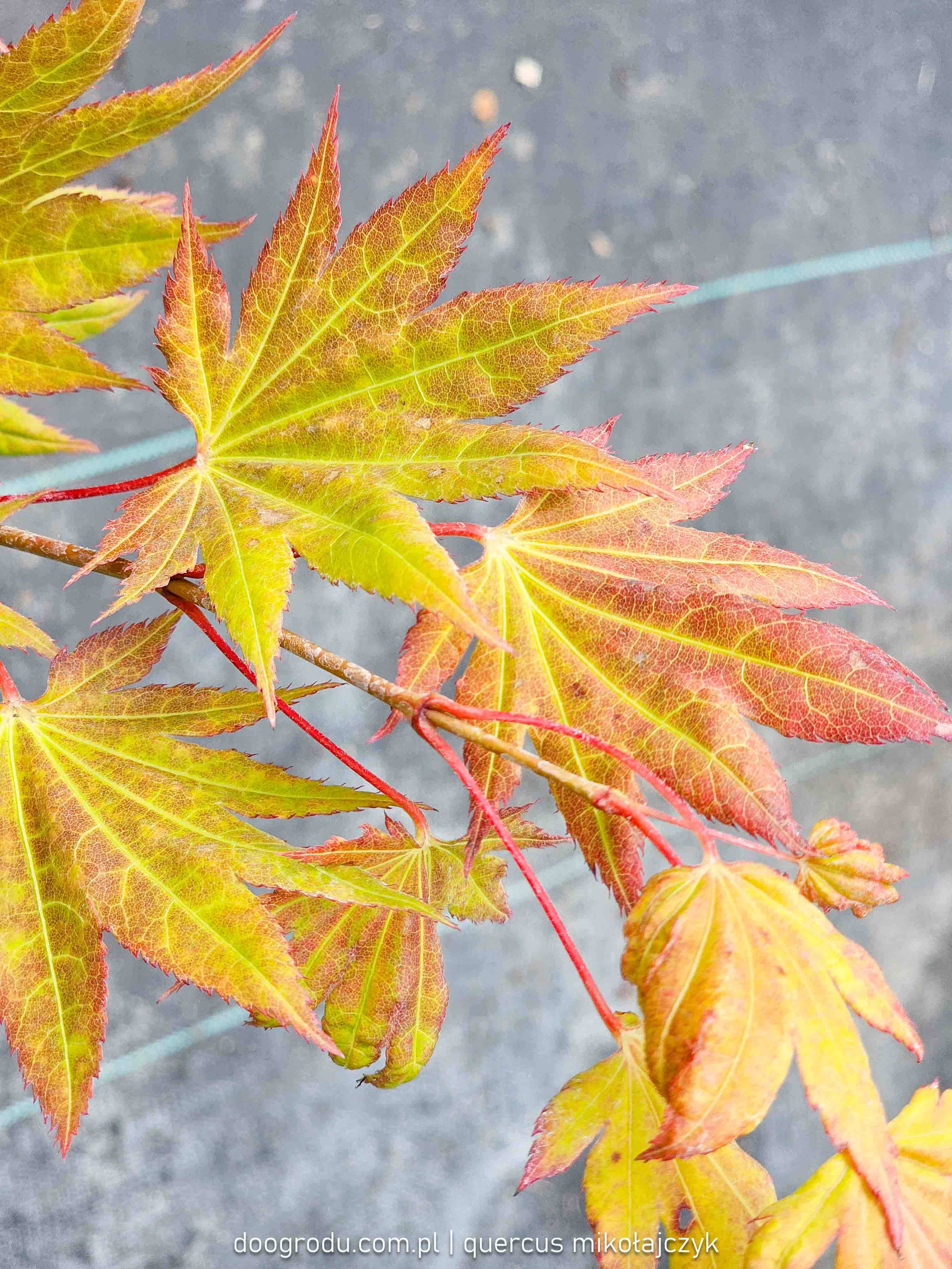 Koln szirasawy MOONRISE