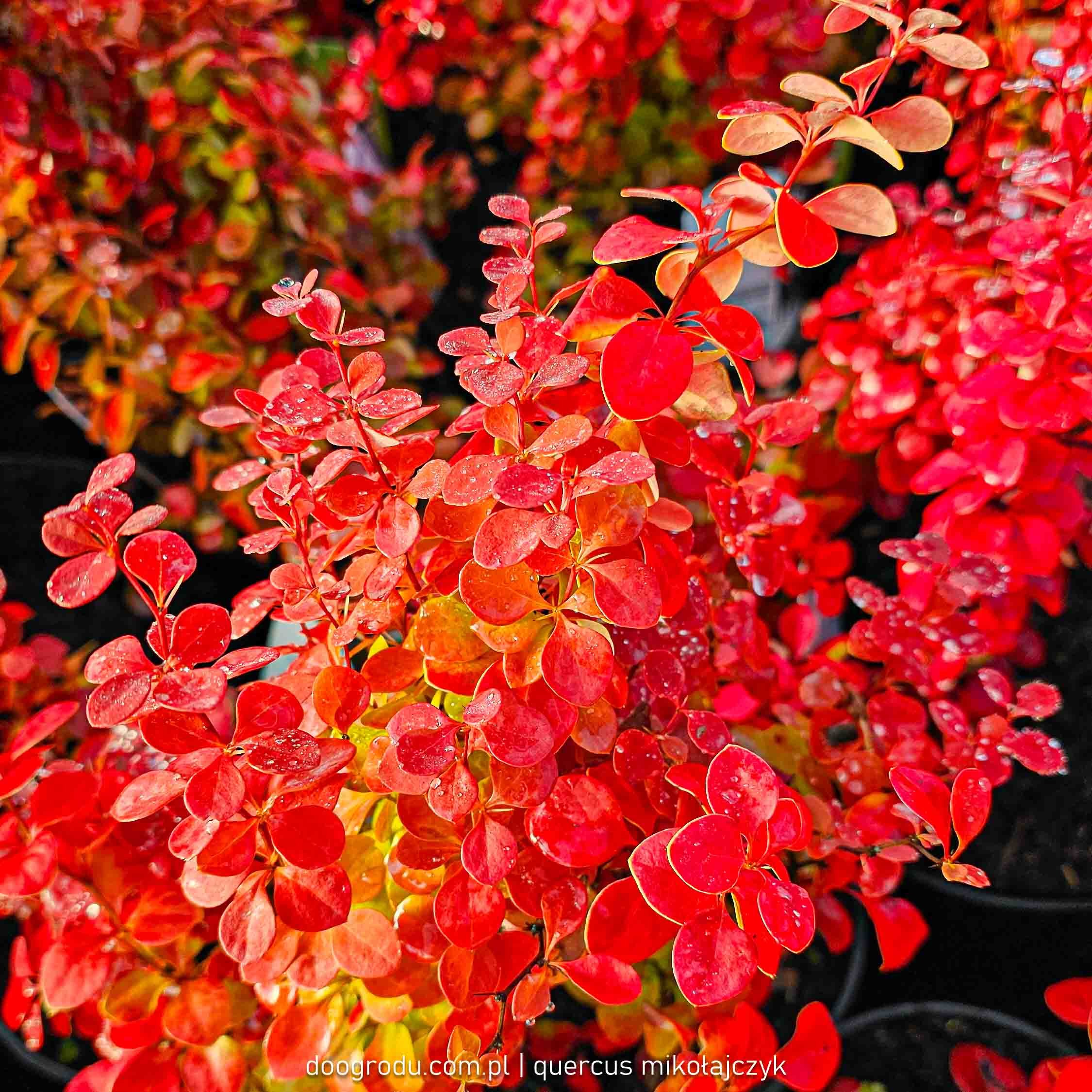 Berberys 'Electric Love'