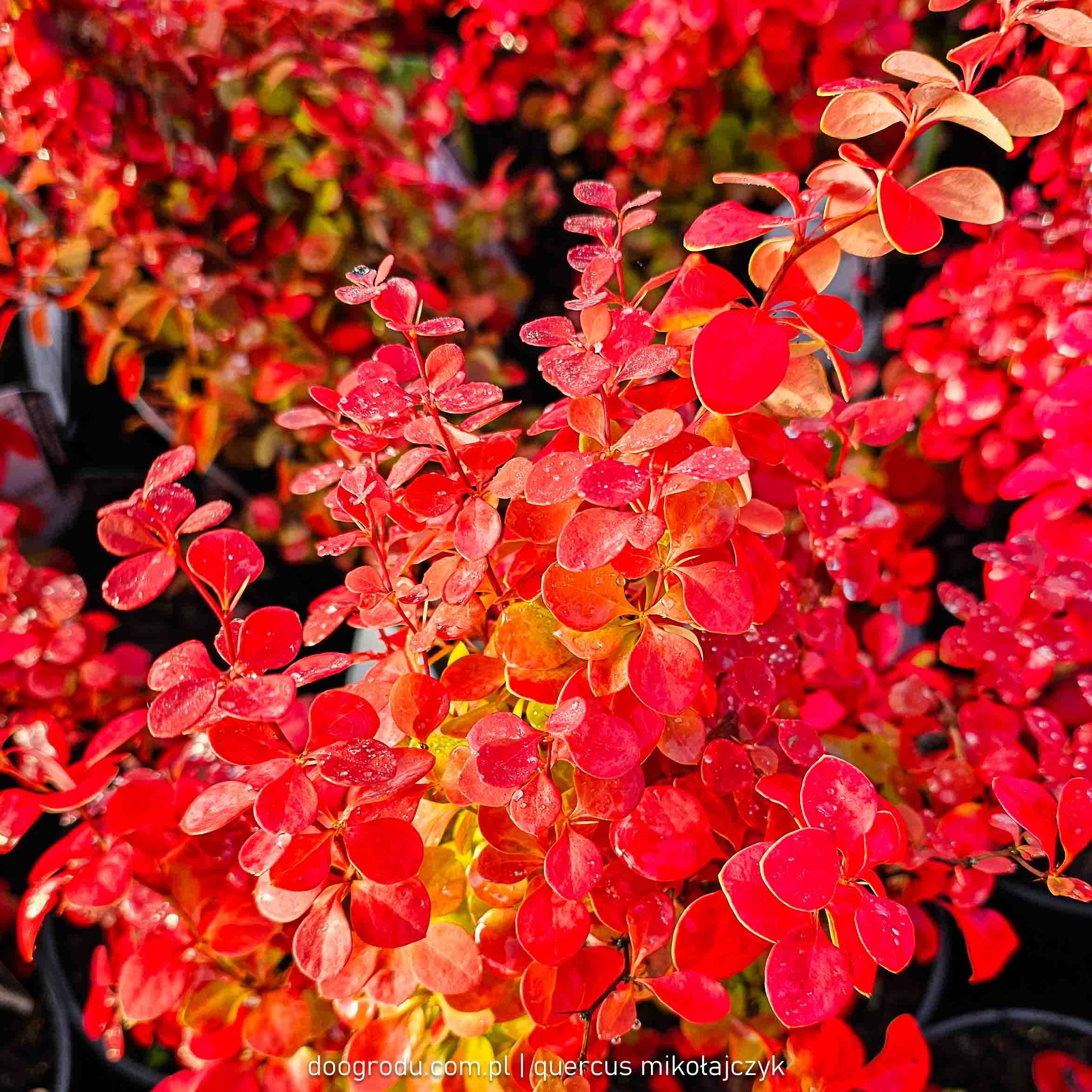 Berberys 'Electric Love'