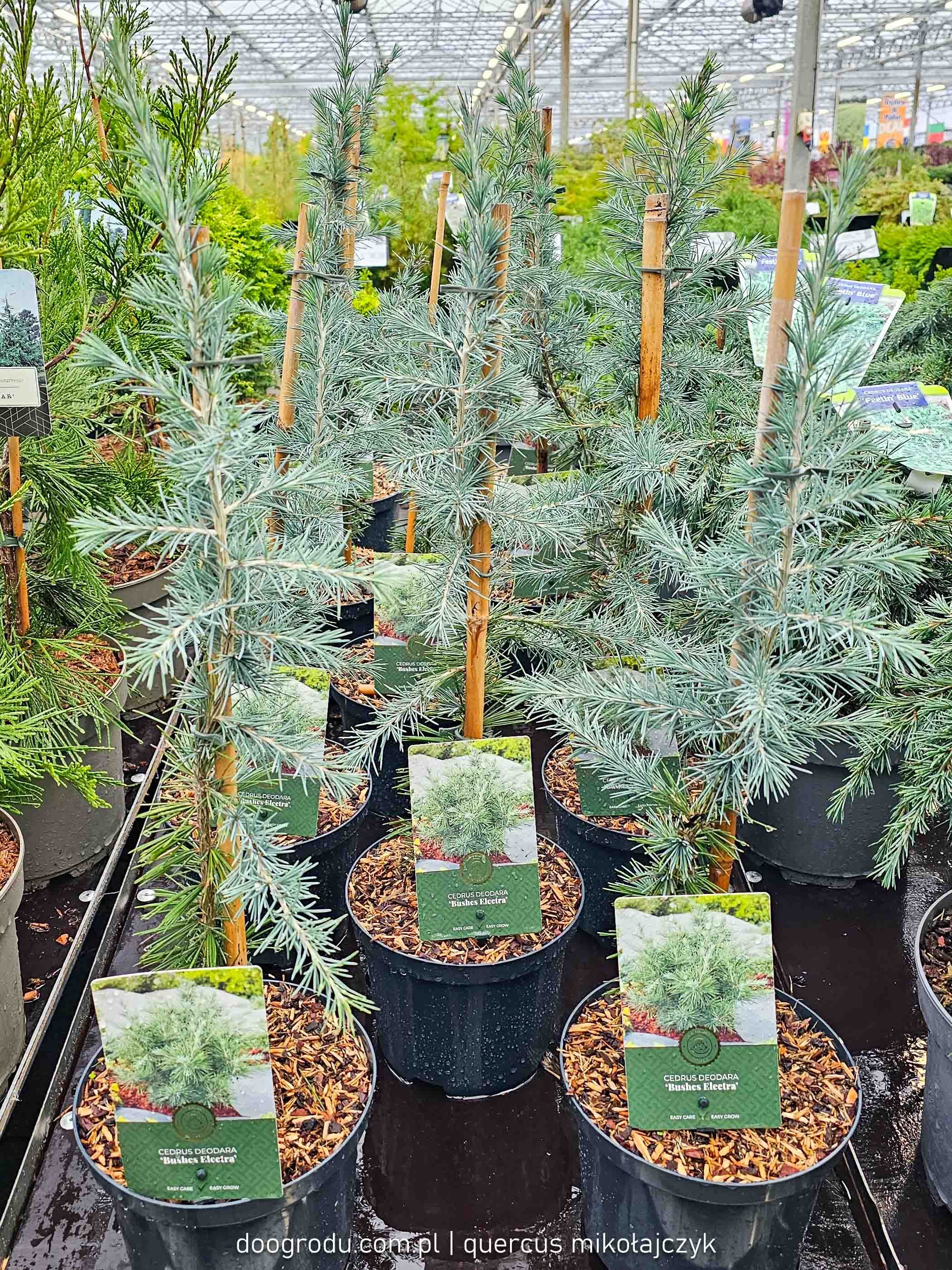 Cedr himalajski Bushes Electra