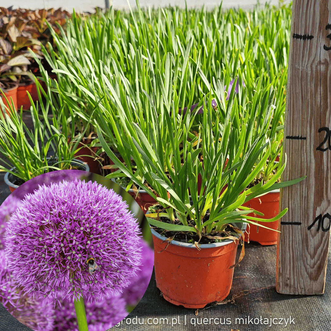 Czosnek ozdobny MILLENIUM