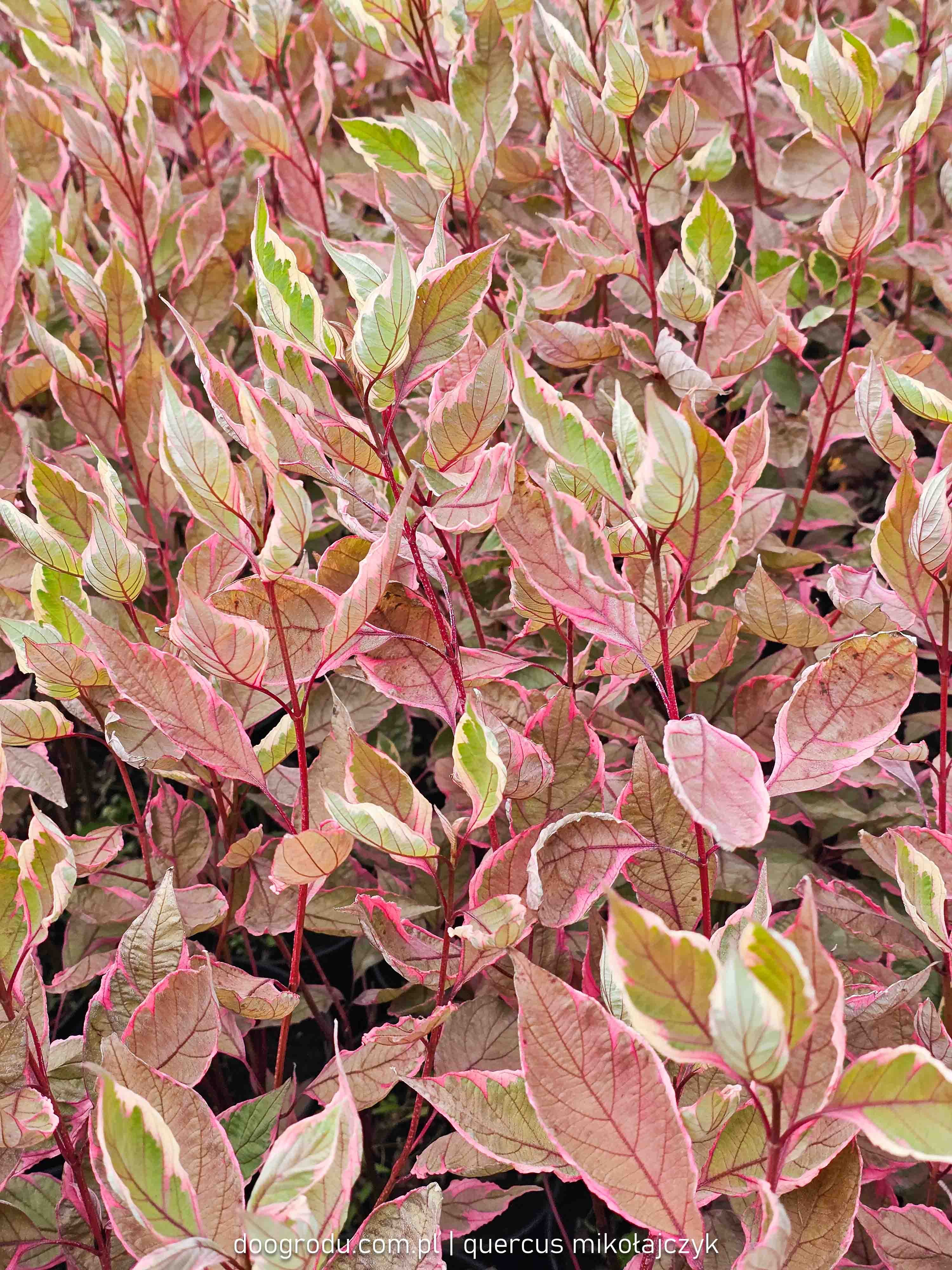 Dereń biały Miracle