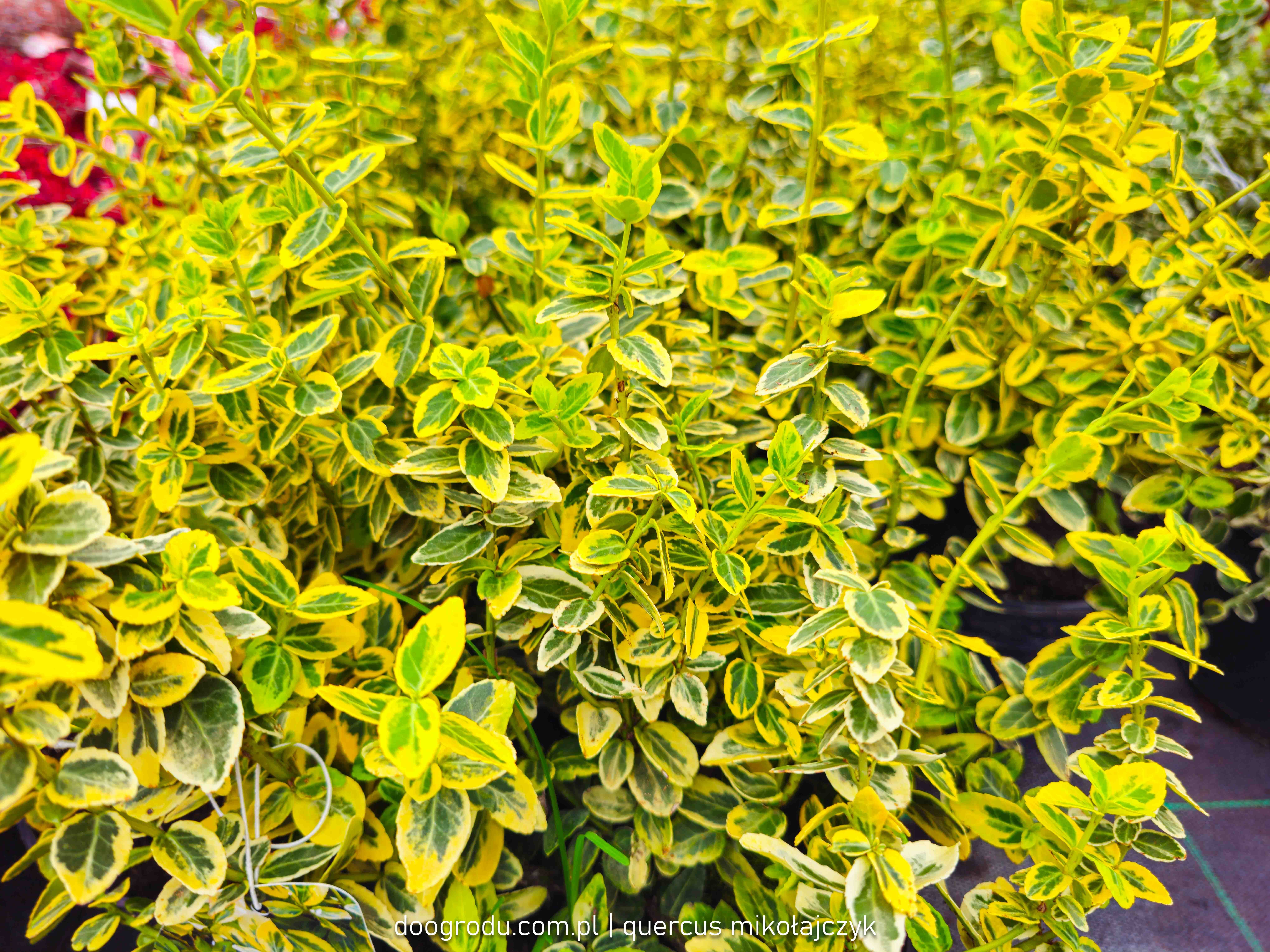 Trzmielina Emerald gold