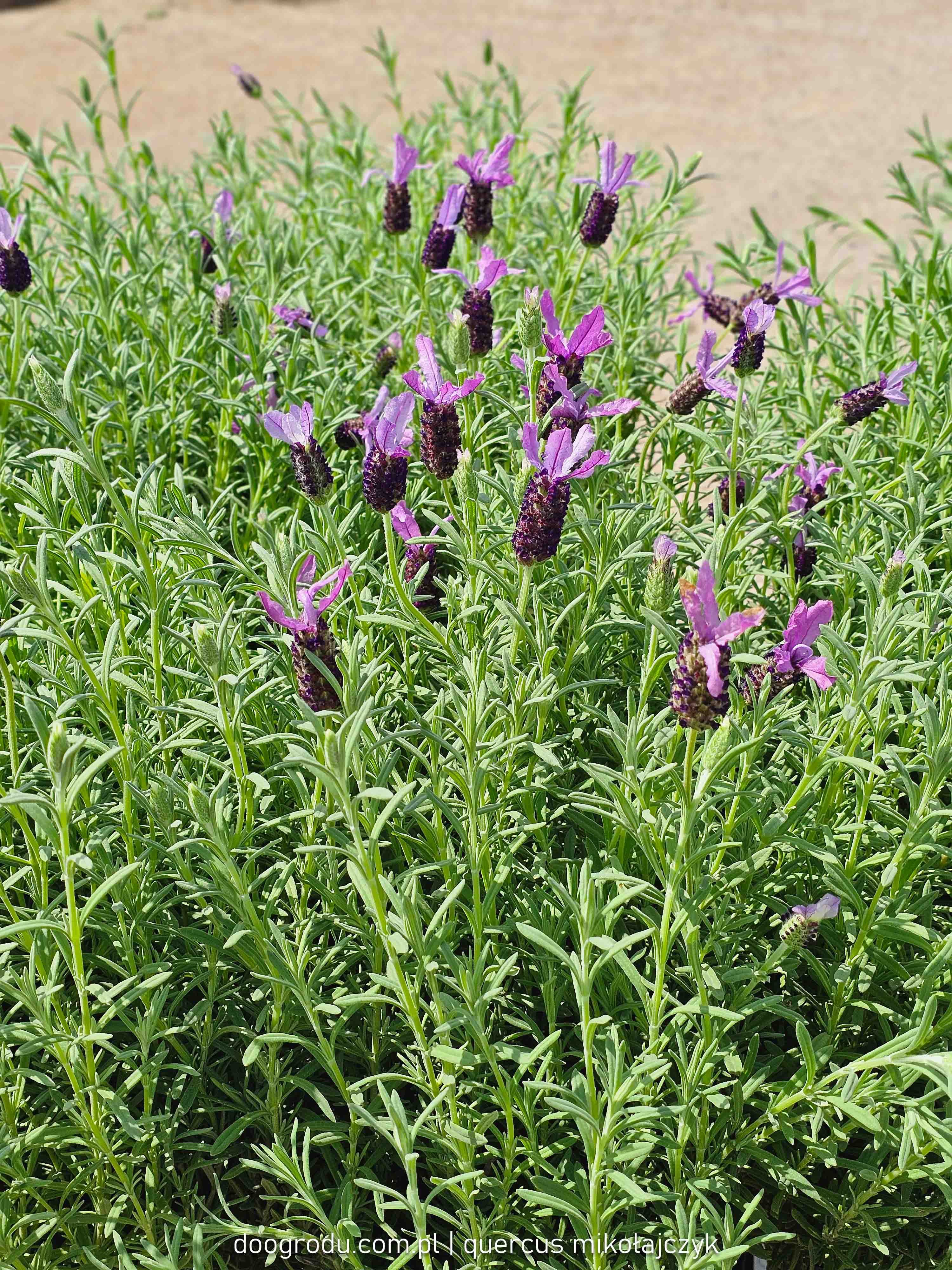 LAWENDA FRANCUSKA NA PNIU 'ANOUK' LAVANDULA STOECHAS 60CM SZCZEP C1,5/P15