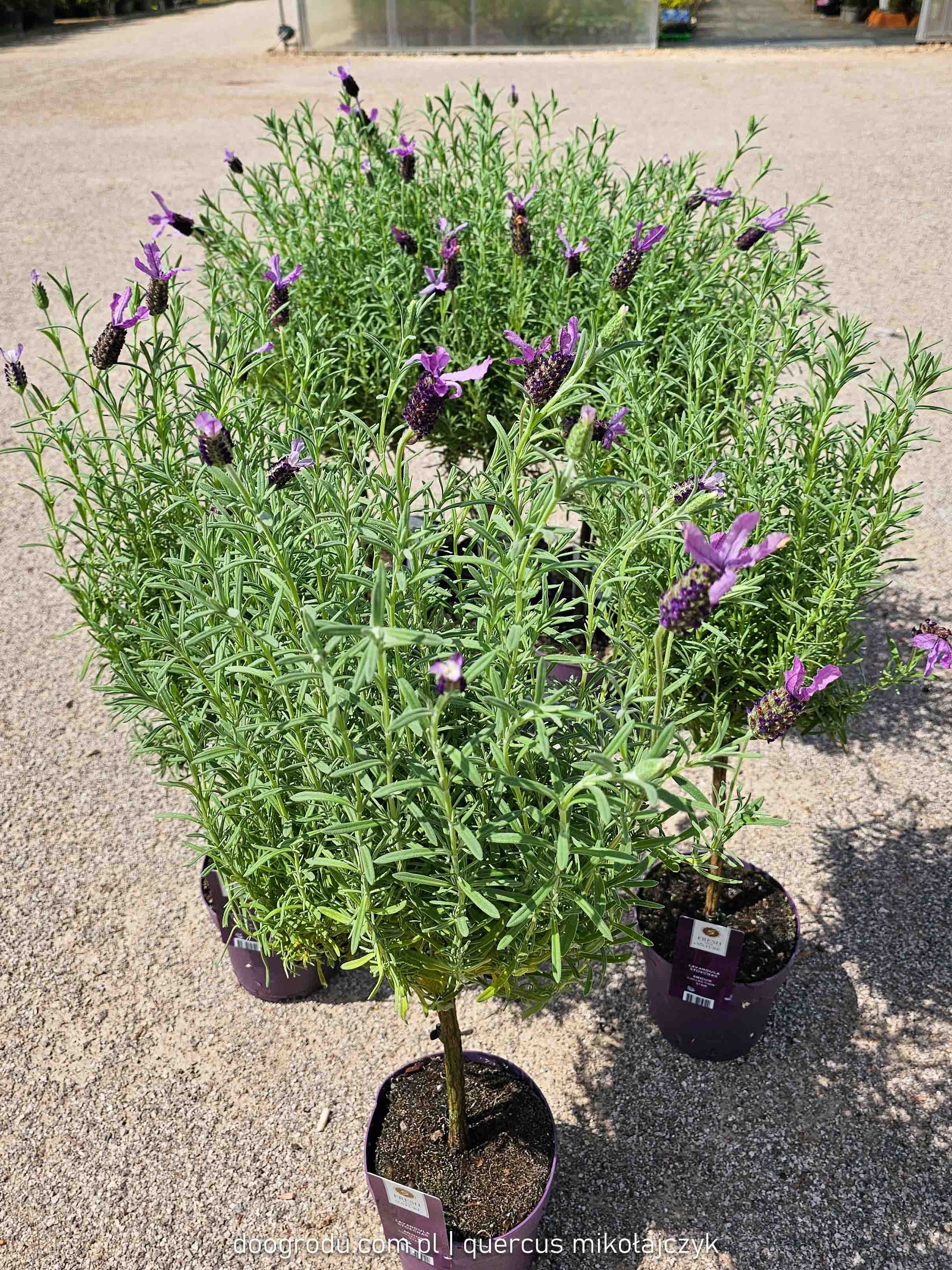 LAWENDA FRANCUSKA NA PNIU 'ANOUK' LAVANDULA STOECHAS 60CM SZCZEP C1,5/P15