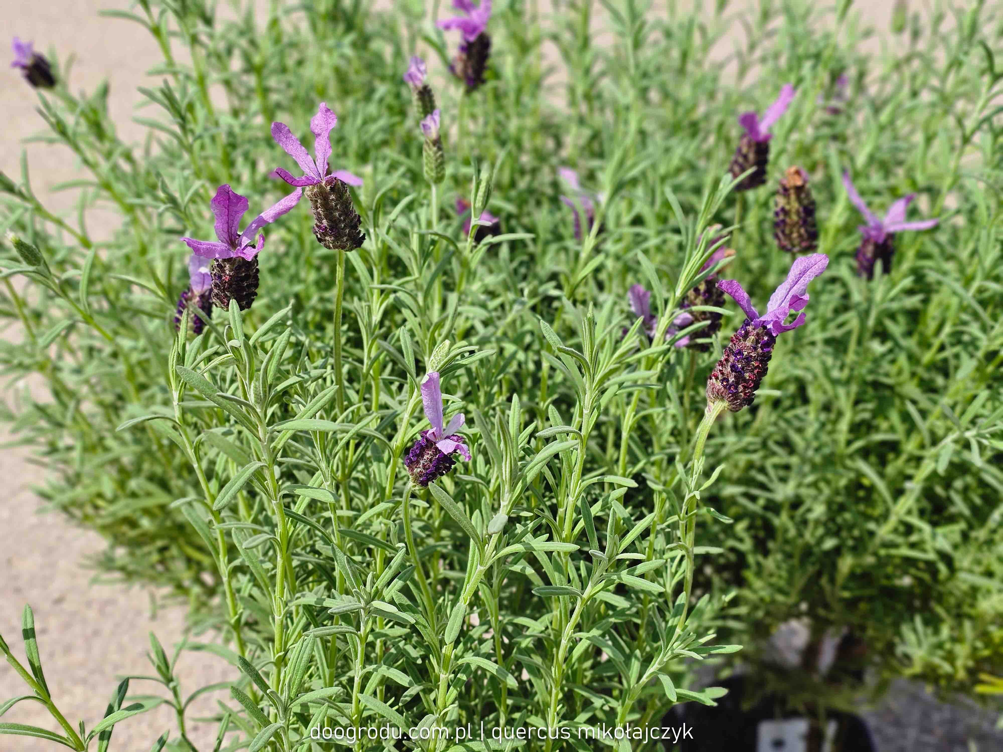 LAWENDA FRANCUSKA NA PNIU 'ANOUK' LAVANDULA STOECHAS 60CM SZCZEP C1,5/P15