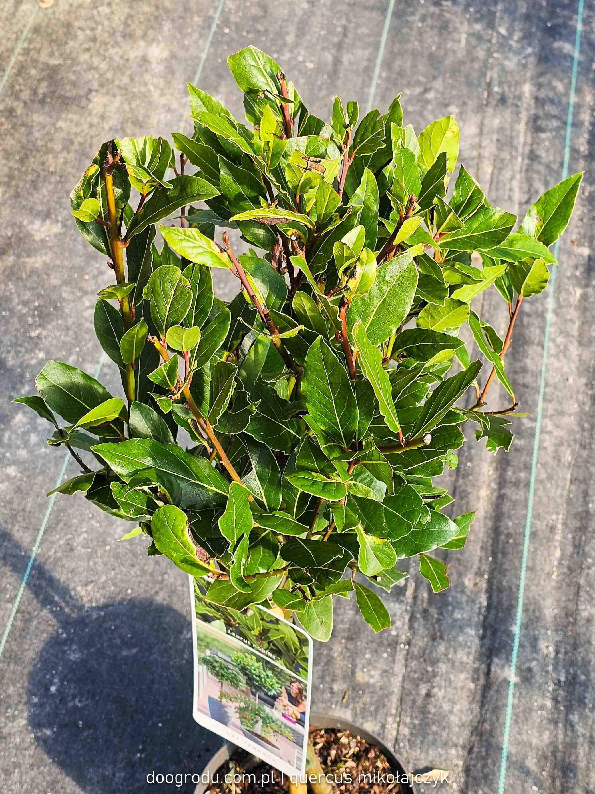 Liść laurowy na pniu