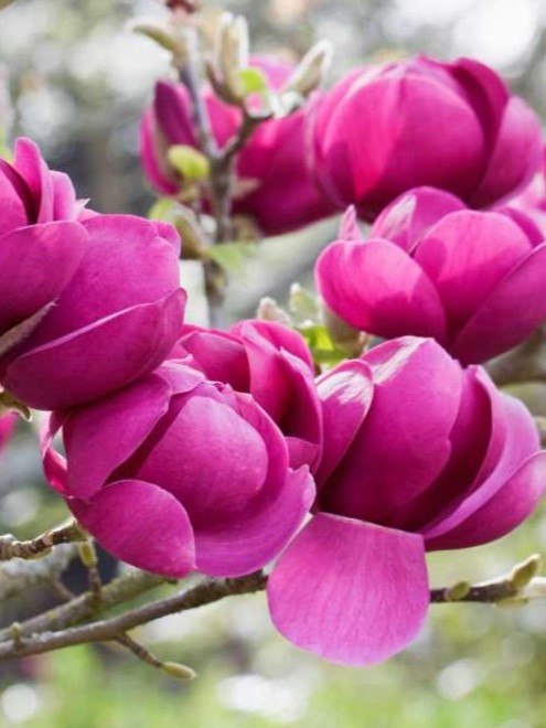 Magnolia Black Tulip